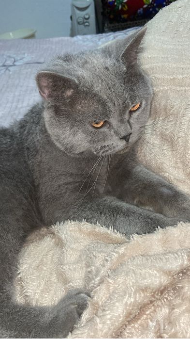 british shorthair