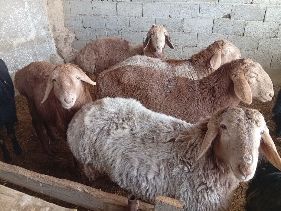 Қошқарлар сатылады.