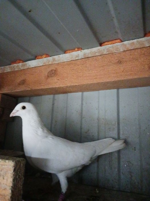 Vand porumbei voiajori albi