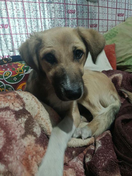 Отдам в хорошие руки