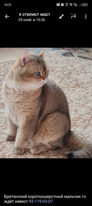 Вислоухие котята. Скотиш фолд