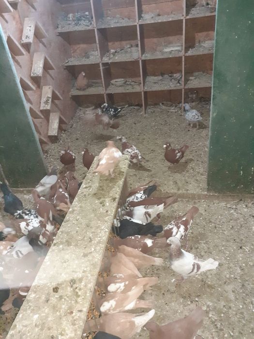 Porumbei voiajori germani