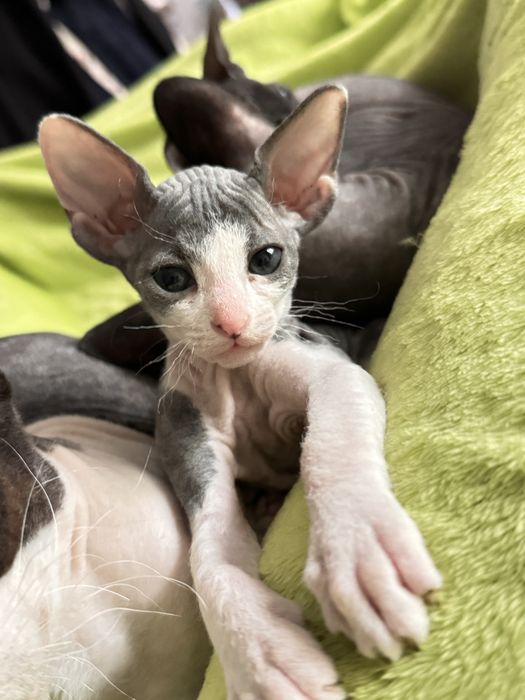 Продаются очаровательные котята донского сфинкса