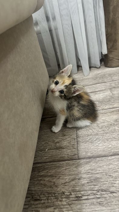 Котята полубенгалы