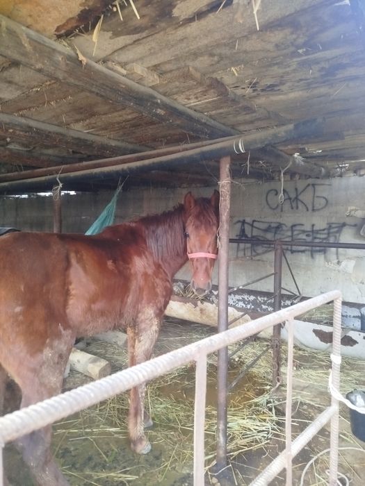 Жеребчик 4 года пишете в номер