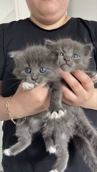 Помесь британца. Котята.