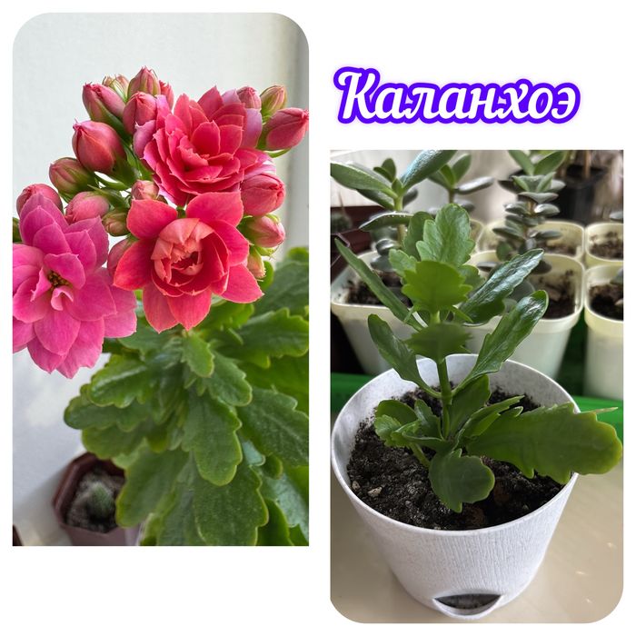 Продам комнатные цветы