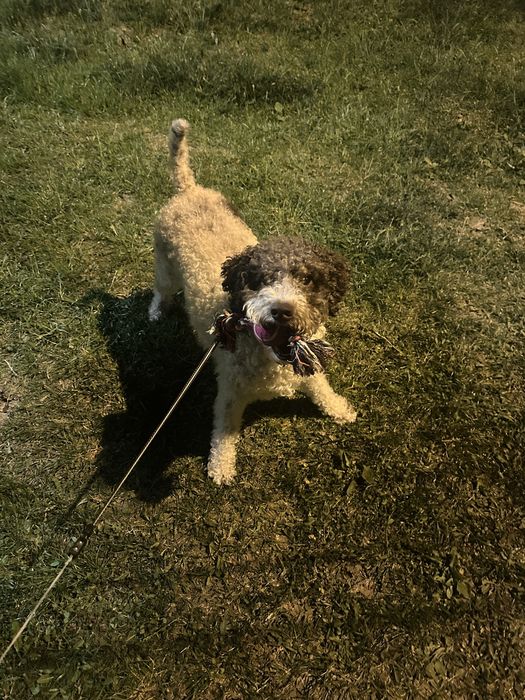 Pet sitter, ore sau zile