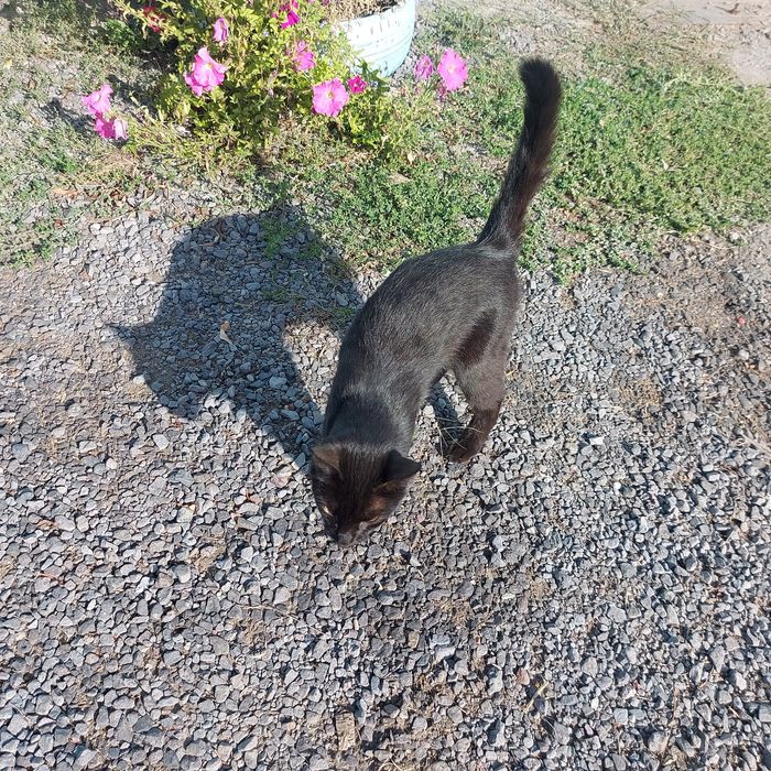Отдам кота возраст 2 года