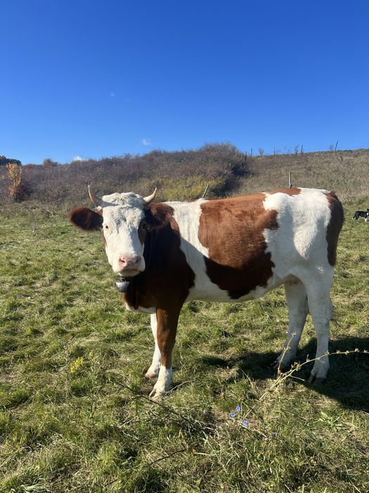 vand juninci la prima fatare