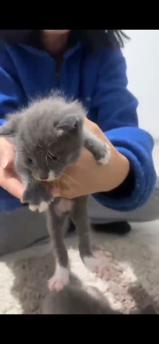 Котята в добрый руки