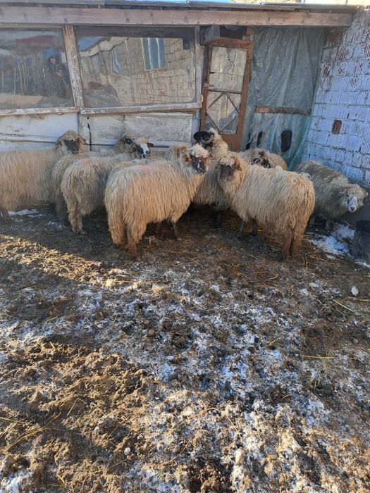 Vând 10 oi gestante