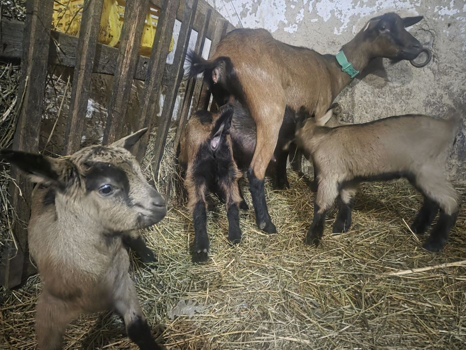 Vând ieduțe și țăpișori Alpin Francez rasă pură