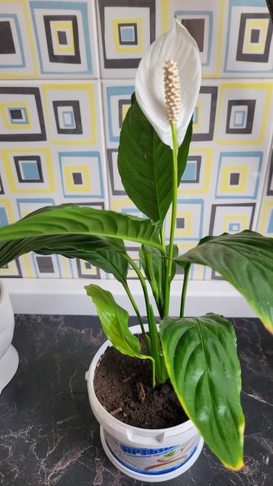 Продам герань,юкка,рео,кактус