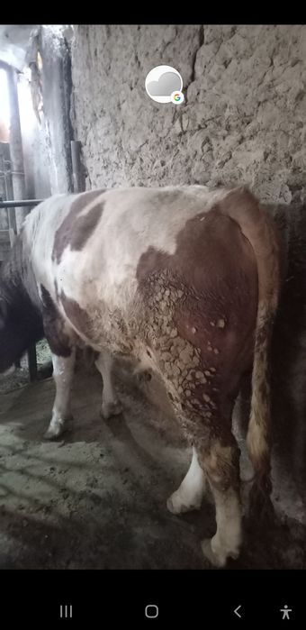 Buqa sotiladi yeb ichishi zor 9 aprelda 2 yosh boldi ozimmi sigirimmi