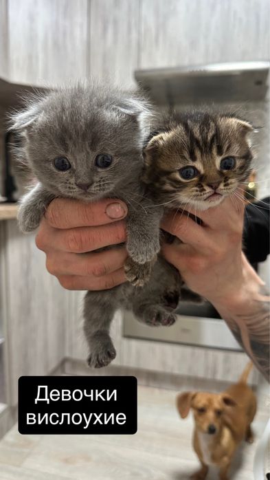 Породистые котята