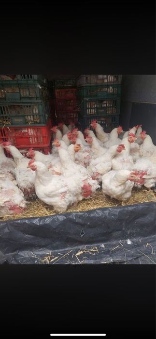 Vand gaini albe de carne