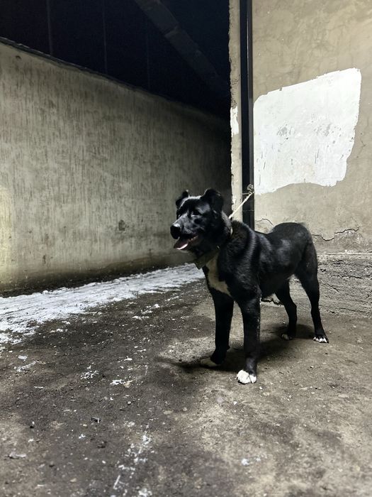 Ит сынбаган Алабай