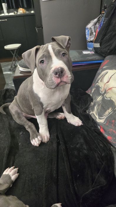 Американско Покет Були