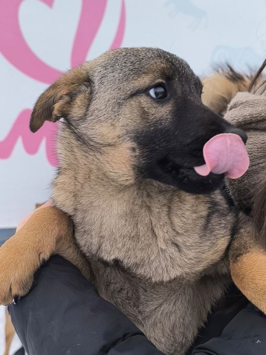 Мальчик в добрые руки НЕ на цепь