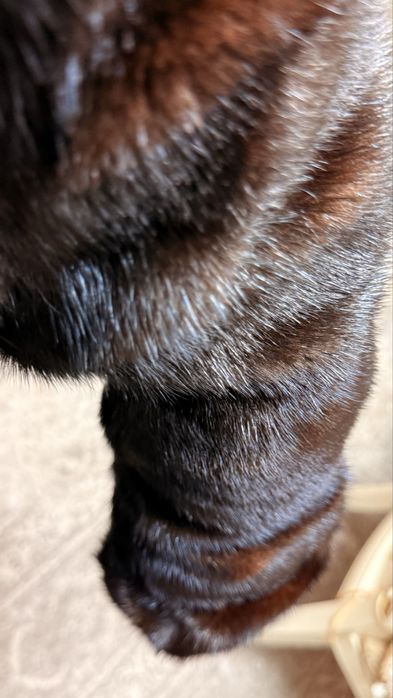 Шуба сатылады оргинал бағасы 160000