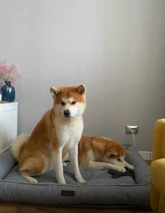 Товар для животных