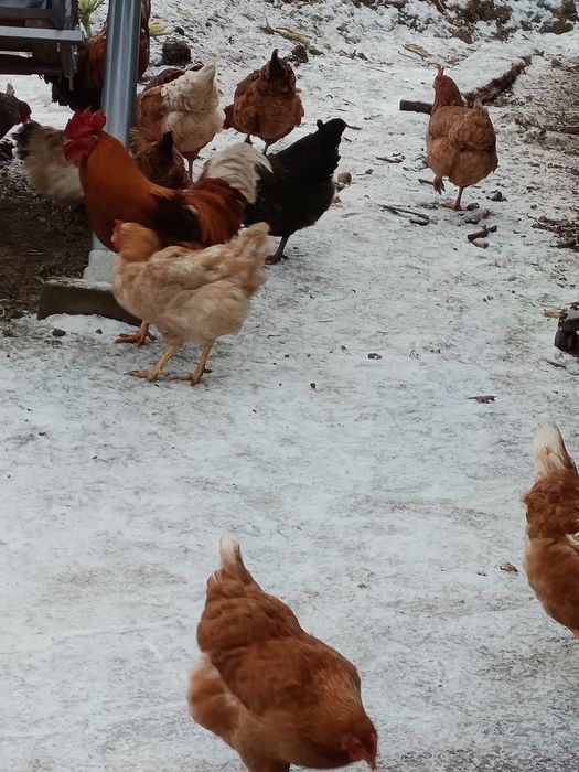 Cocoș din primăvară