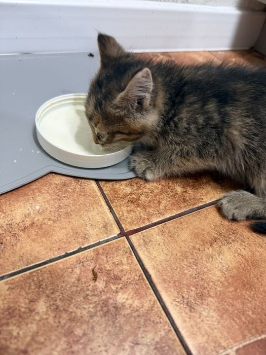 Милые котята ищут дом