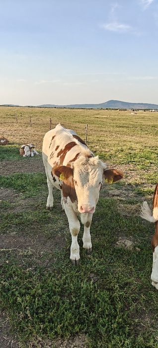 Vând vițelul din imagini