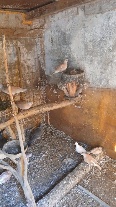 Pasari de vazare