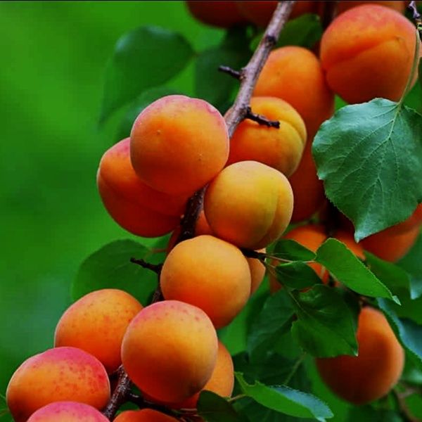 Pomi Fructiferi Columnari CAIS