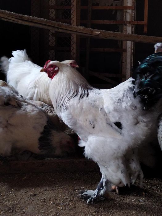 Gigant Brama tuxumlari sotiladi joʻja chiqarishga