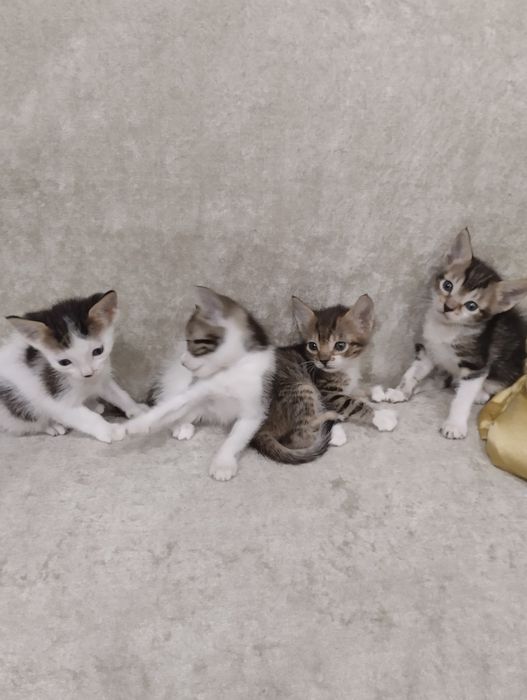 Подарявам котенца