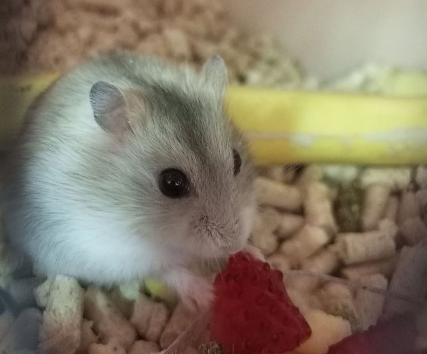 Хомяк джунгарский