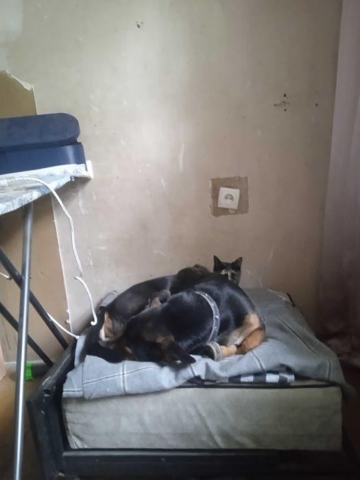 Срочно пристраиваю собаку