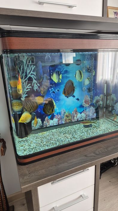 Продам аквариум на 200 литров.