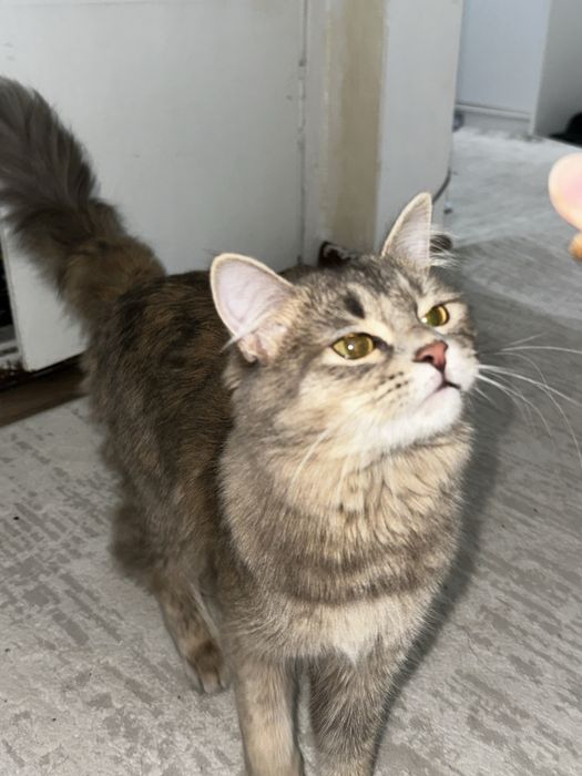 Котёнок, девочка