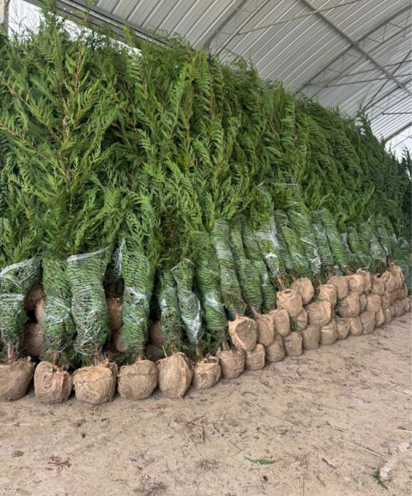 Leylandii gard viu crescuti in ghiveci ofer factura si garantie oriunde in tara