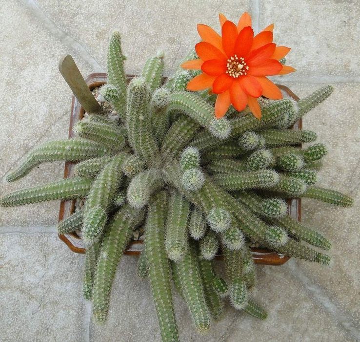 Pui cactus Chamaecereus silvestri