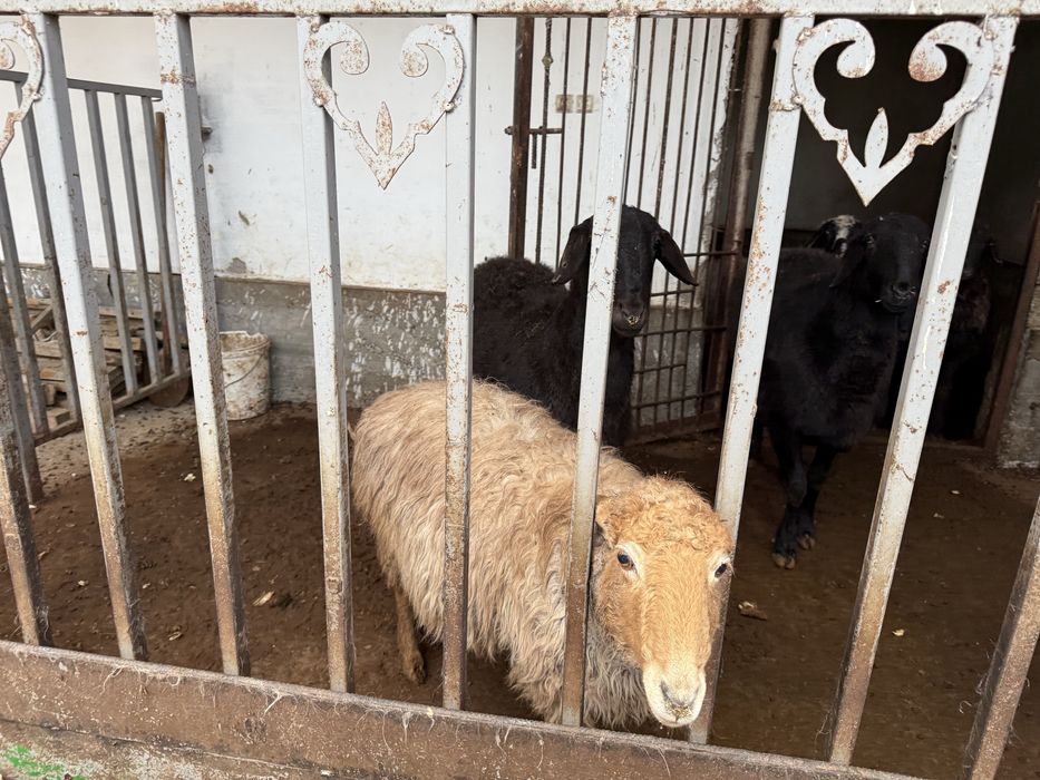 Қой сатамын. Қозылы қойда бар