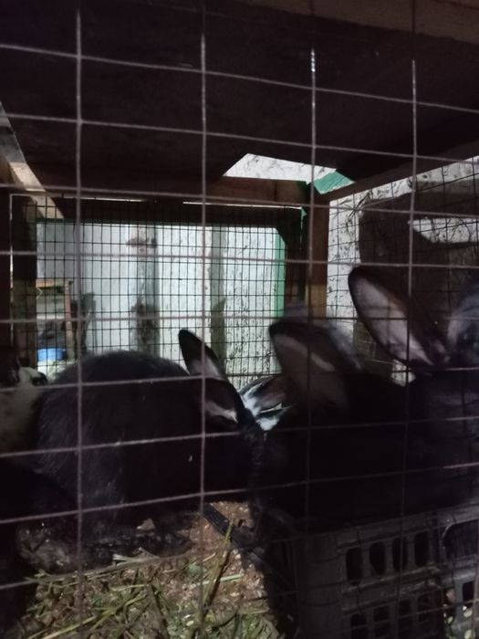 Кроликики прадается