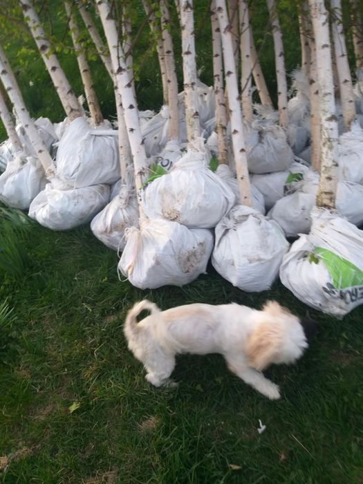 Vând Mesteacăn tei