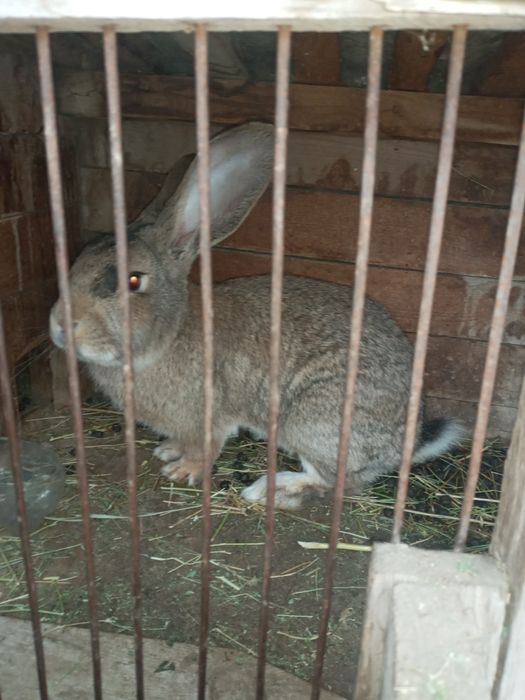 Продам кролика хороший