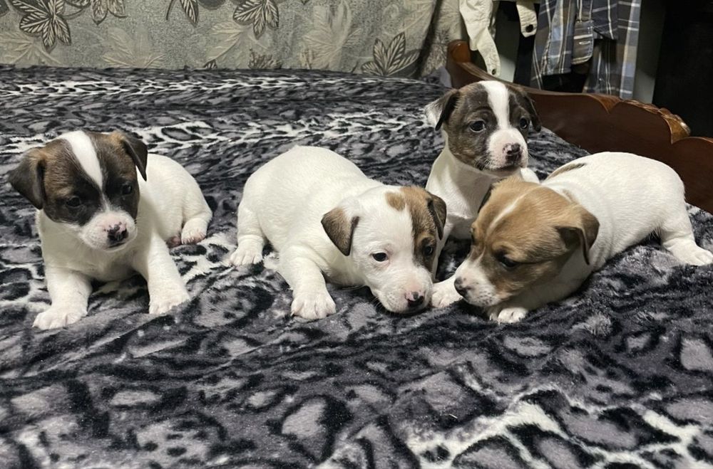 Щенята Джек Рассел терьера