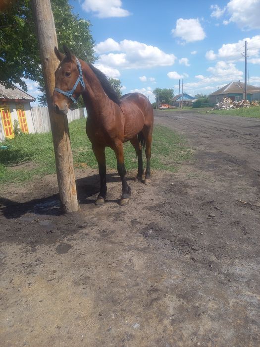Продам орловского жеребца