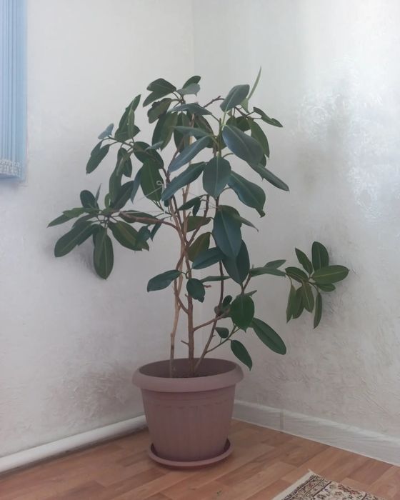 Үй гүлдері сатылады