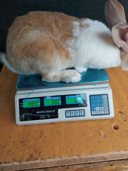 Iepuroi,  9 luni , 150 lei/buc