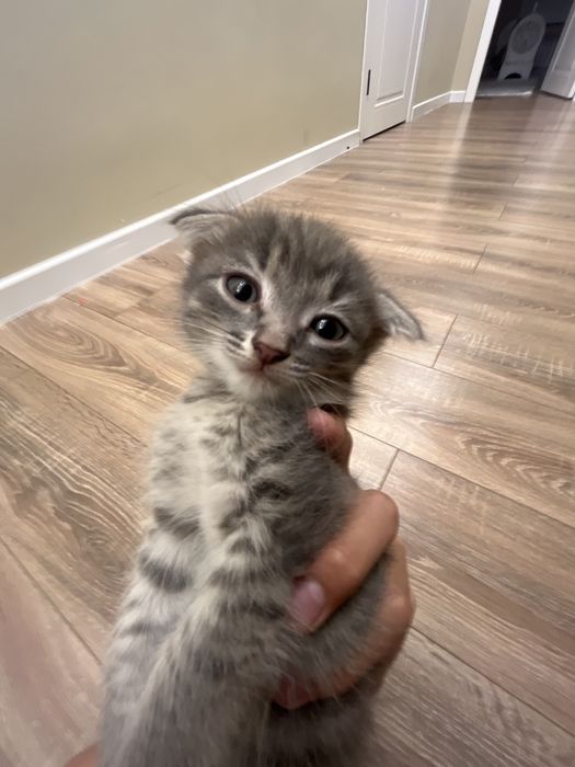Котята разные цвета