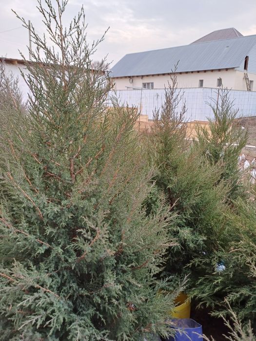 Туя Можевельник  дом и сад