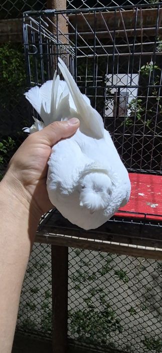 Белая голубкааааа